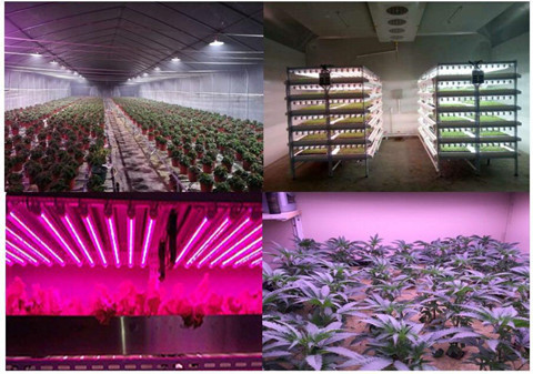 ST-New Solution For Growing Light
