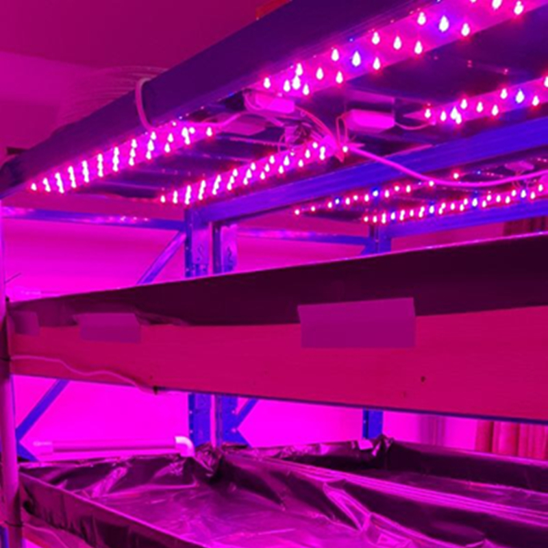 Grow Light LEDs Solution